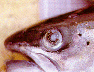 Cataract affecting Atlantic salmon